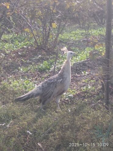 cins ineklerin qiymeti: Salam aleykum. Satışda bir cüt ağ, bir dənə qaraqanad dərəsi var — 2