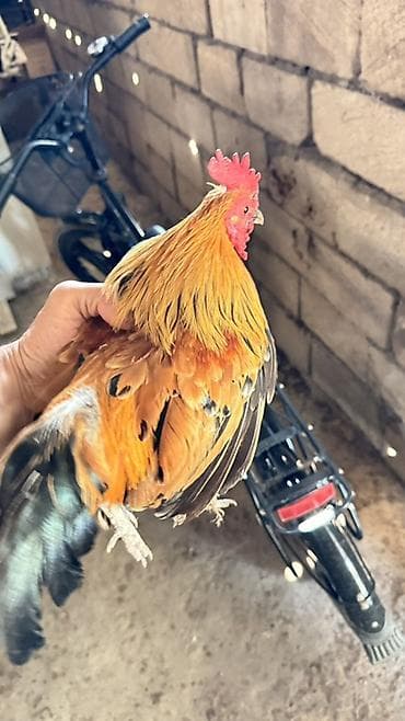 Xoruz, Yapon, il: 1, Ödənişli çatdırılma, Rayonlara çatdırılma
