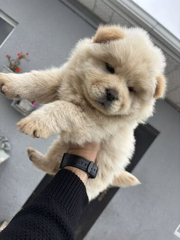 Gəmiricilər: Çau-Çau, Peyvəndli — 3