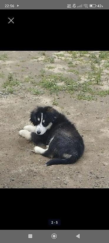 balaca at: Koker spaniyel, 3 ay, Dişi, Peyvəndli, Ödənişli çatdırılma — 4