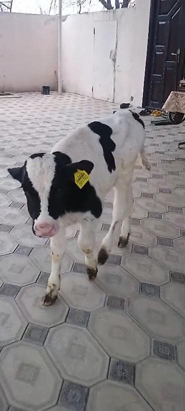 alabay itlerinin satisi: Buzov 1 ayliqdi diwidi — 5