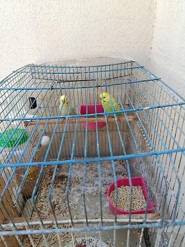 berde mal bazari 2019: Salam rainbow tutuqusular satilir qefesle birlikde 40 azn — 3