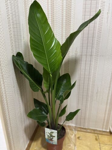 Iran Khodro: Streliciya Nikolai 1metr. Vatsapp mövcuddur!. Çatdırılma metrolara — 2