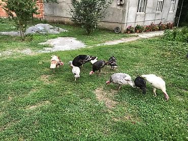 Индюшки: Yerli Hinduşka satılır 5 dənə 4 xoruz 1 fərə .Bir illikdilər saxlamaq — 3