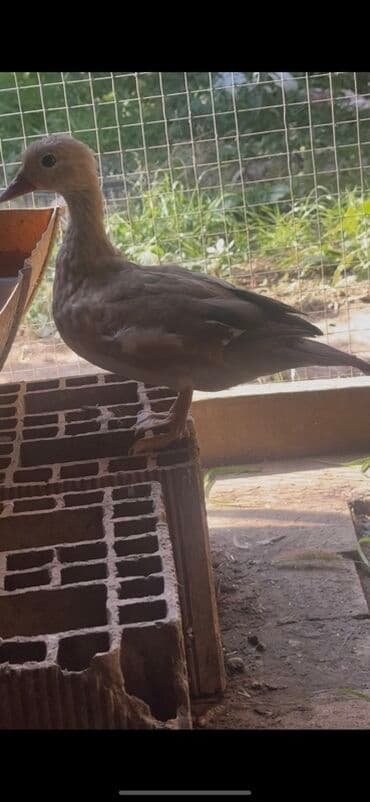 çöl ördeyi: Dişi, Damazlıq, Pulsuz çatdırılma — 4