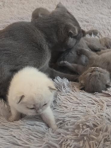 super alabay kl: Şotland — 8