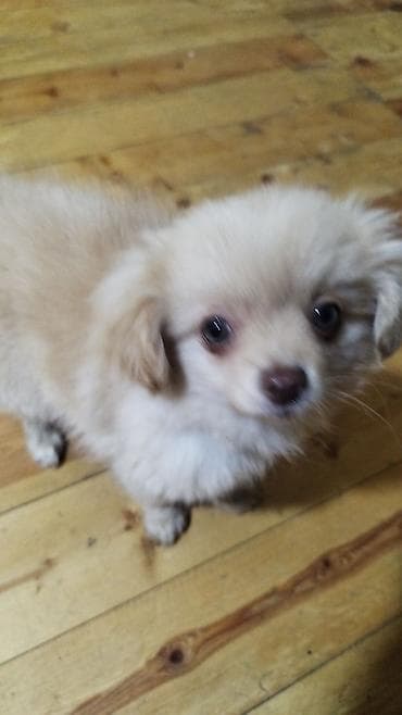 2 ay, Erkek, Peyvəndli