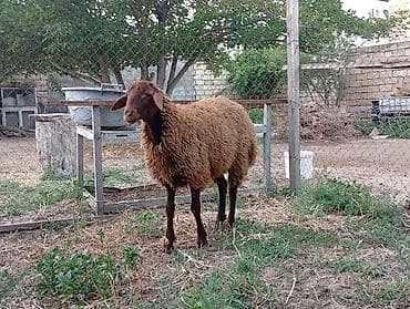qoyunlar: Erkey 6 aylığ damazlıq dı — 3