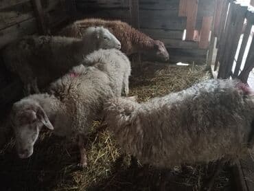 Inəklər, öküzlər: Diqqətlə oxu sonra zəng elə! 4 ədəd qoyun satılır! 3 ədəd qoyun — 9