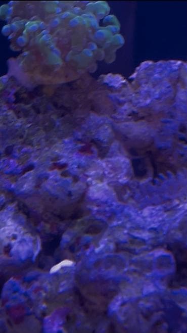 akva ayaqabılar: Hazir okean akvariumu satilir icinde dashi qumu 3 ilbizi musherom — 9