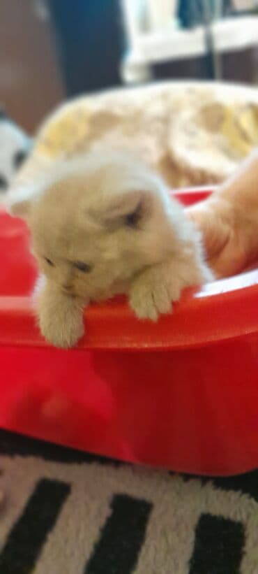 İtlər: Britan, Erkək, Dişi, Yaxşı əllərə, Ünvandan götürmə, Pulsuz çatdırılma, Ödənişli çatdırılma — 2