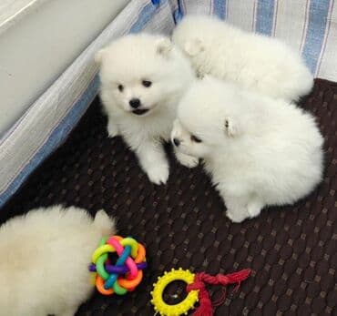 собака шпиц: купить: Şpitz — 2