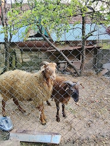 ordek yumurtası satışı: Salam aleykum 2 baş qoyun satılır sağlam hayvanlardı vaxdı vaxdında — 2