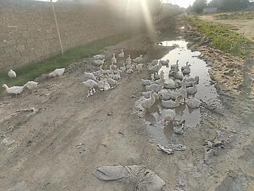 Гуси: Ağ rəngli cücələr – qaz balaları (qaz pişkaları) - Növ: ev qazi - — 7