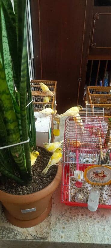 Информатика: Bülbüllər — 1