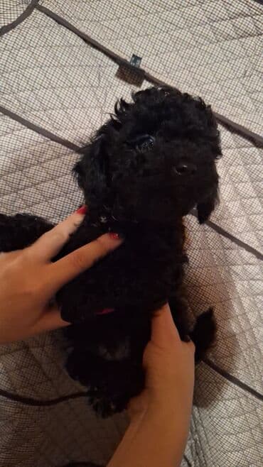 spits it: Pudel — 9