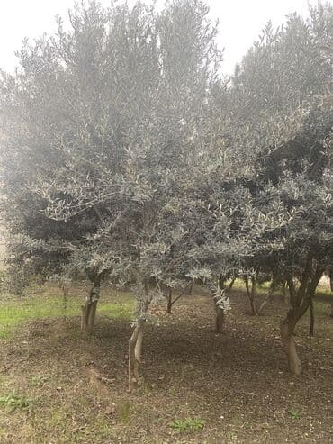 Qiyməti razılaşma yolu ilə. Abşeron sortu zeytun ağacları, yaşına görə lalafo.az -da Qiyməti razılaşma yolu ilə. Abşeron sortu zeytun ağacları, yaşına görə
