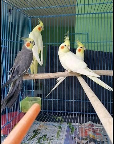 taxta qefes: ✨ Hazır sarı e lquşlarıdanişdirmaq tam rahat olurr satışda! 🐦✨ Parlaq — 3