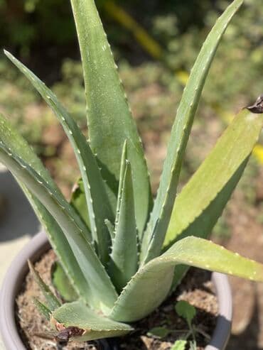 Qida məhsulları: Böyük və sağlam yaşıl aloe vera bitkisi, boz rəngli qabda. Bitkinin — 2