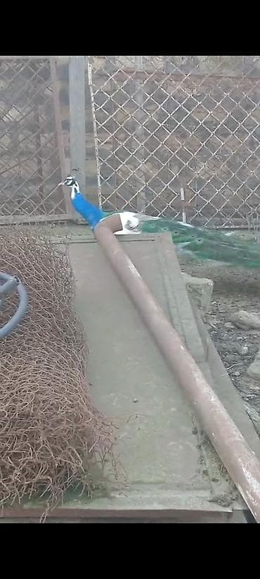 dovwan satiwi: Salam,super saqlam Tavusquşular satilir erkeyde var dişide aylari 7,8 — 3