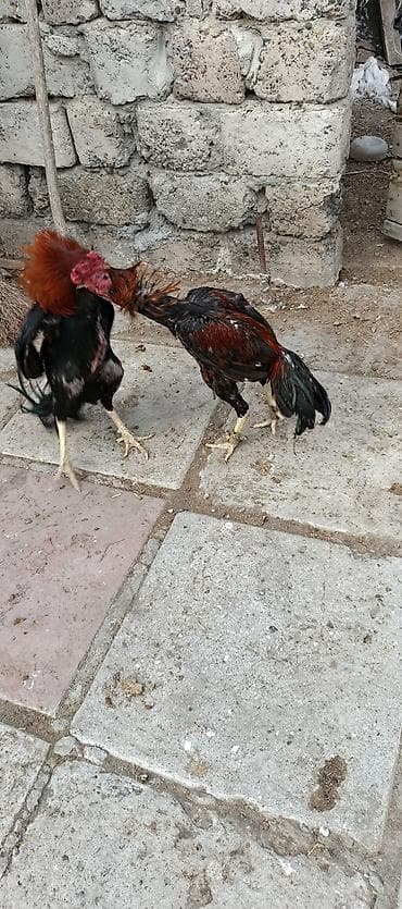 bud dibi toyuq: Heyrati ailəsi satılır. tam sağlam heyvanlardı xoruz 70 manat fereler — 8