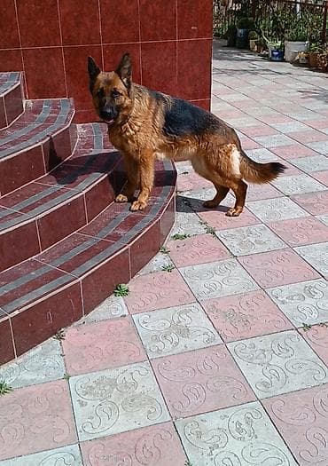 kangal satilir: Alman çoban iti, 1 il, Dişi, Peyvəndli, Ünvandan götürmə — 6
