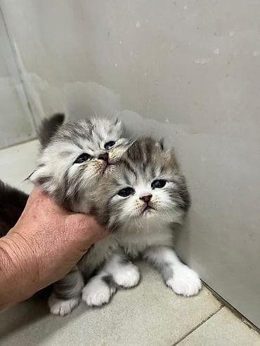 sirin pisik balalari: Boz-ağ rəng palitrasında iki balaca pişik balası. Yumşaq, uzun tüklü — 7