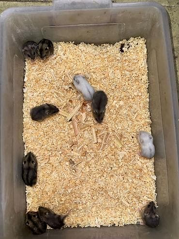 ev goyercinleri: 1 ayliqdilar❗❗ 🐁🐀 1 ededin qiymeti 3 azn dir❗〰️❗ 🐀🐀🐀🐁 Qara və boz — 2