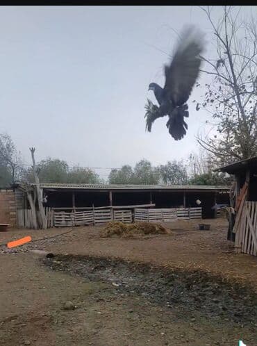 tap az sudluk inəklər: Çil baş erkek ayaq verən quşdu — 2