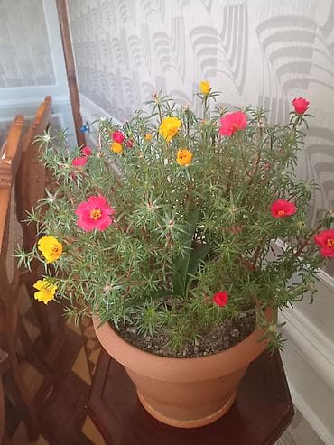 Otaq bitkiləri: Saksıdakı canlı Portulaka (moss rose) – çoxrəngli çiçəklər - Növ — 3