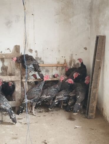 arı şəkilləri: 25 ədəd tam sağlam hindusqalar heyvanlar şüvelandadi Təsvir: - Qara — 2