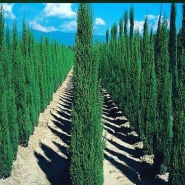 üzüm ağacı: Dekorativ ağaclar gül çiçək qazon torf torpaq ağdaşlar satşi ağacların — 18