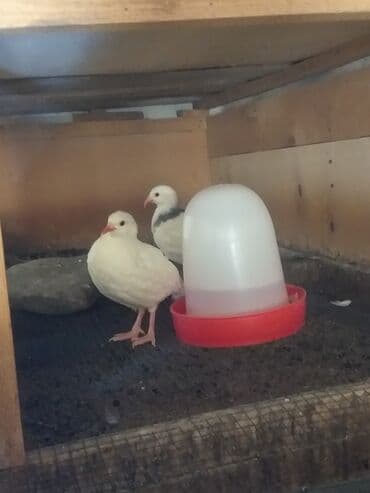 Inəklər, öküzlər: 2 ədəd ag kəklik satılır.saglam quşlardır.ikisi 70 manata — 1
