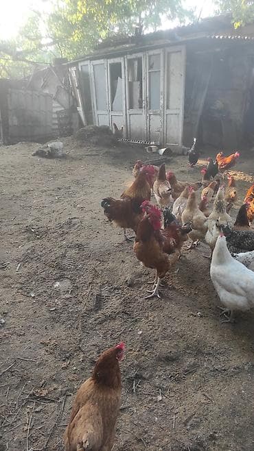 herati xoruzlari: Xoruz, il: 2, Ünvandan götürmə — 2