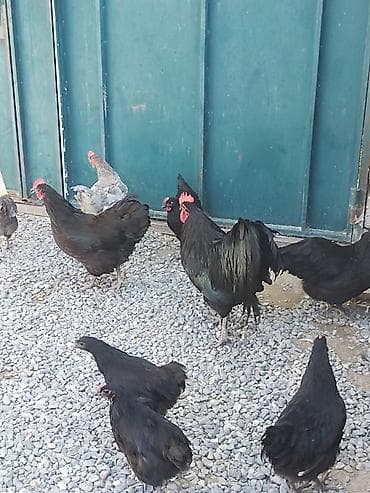 Quşlar: Salam. Avstrolop mayali yumurtaları. Sifariş qəbul olunur. Ünvan Binə — 4