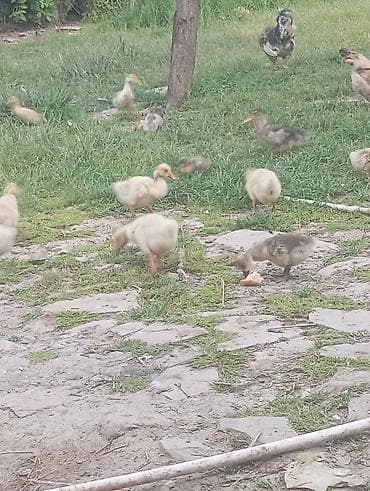 ev itləri ucuz: Qaz balaları 2ayliq ördək balaları 2ayliq.Səkildə gördükləriniz — 4