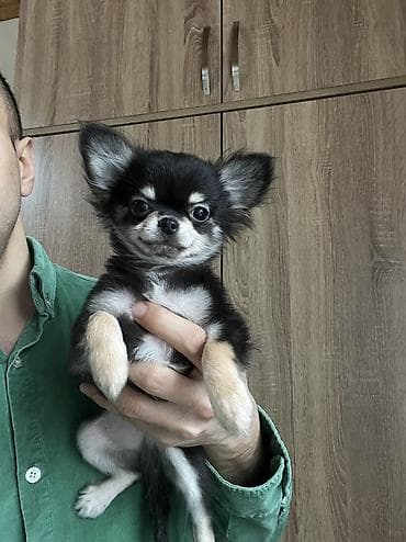 alpin teke: Çixuahua, 3 ay, Erkek, Peyvəndli, Ödənişli çatdırılma — 3