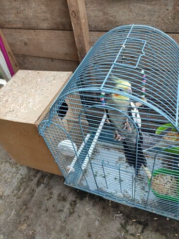 купить клетку для морской свинки: Quş qəfəsləri və aksesuarları qefesler 30-50 Azn Məhsul təsviri: - — 2