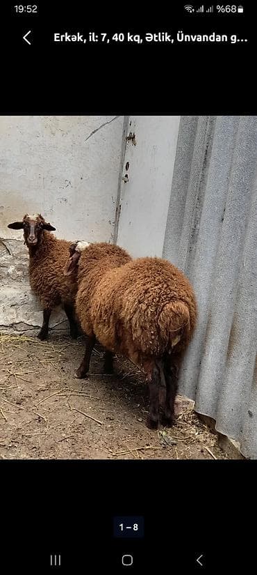 Coban axdarlir ayle olsun samaxda fermda lalafo.az -da Coban axdarlir ayle olsun samaxda fermda