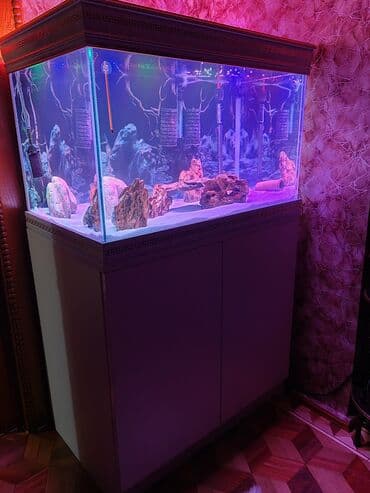 Akvarium-şkaf, Balıqlarla birlikdə, 200 l, Ünvandan götürmə lalafo.az -da Akvarium-şkaf, Balıqlarla birlikdə, 200 l, Ünvandan götürmə
