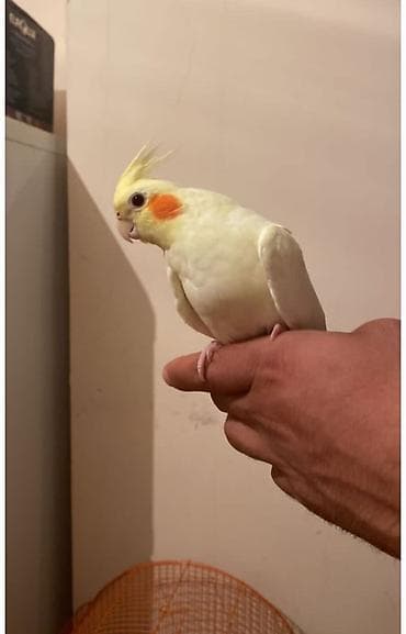 Ələ orgenmis korellar satilir danismaga hizir erkek korellardi saglam lalafo.az -da Ələ orgenmis korellar satilir danismaga hizir erkek korellardi saglam