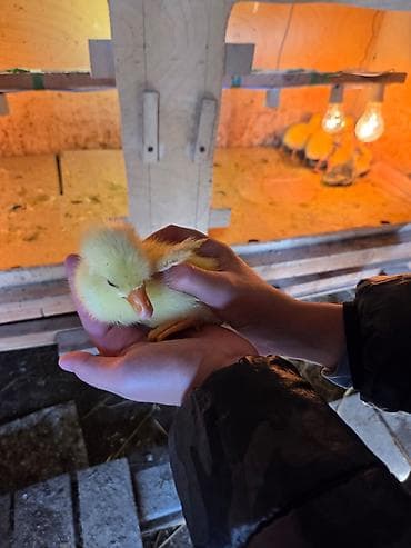 qazl: Məhsul: Qaz balaları (Linda). 14.04.2026 — 6