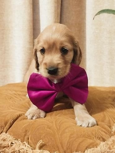 Koker spaniyel, 1 ay, Erkek, Sənədli, Ünvandan götürmə, Pulsuz çatdırılma, Ödənişli çatdırılma