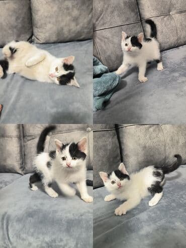 ucuz pisik satisi: Erkək, Yaxşı əllərə — 9