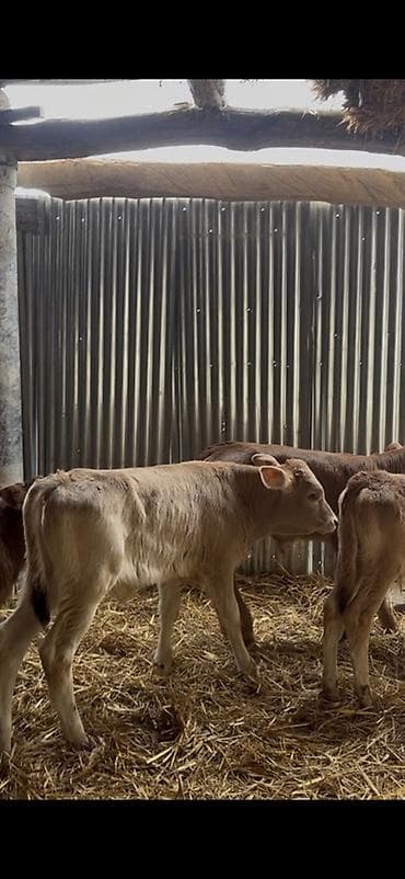 cins ineklerin satisi 2019: Satışda: dana balaları - Növ: yerli cins ətlik/südlük istiqamətə — 2