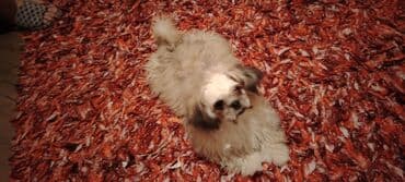 купить хаски щенка: Shi-tsu — 1