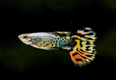 red bull soyuducu: Akvarium-şkaf, Balıqlarla birlikdə, 100 l, Ünvandan götürmə — 7