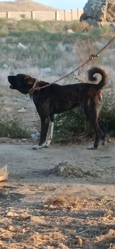 собака отдам в хорошие руки: Гурдбасар, 3 годa, Самец, С прививками, Платная доставка — 14