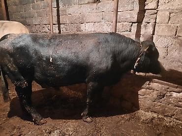 cins inəklərin satışı: Ikdene super cins erkek dana tam saglamdilar saxlamaqada superdiler — 5