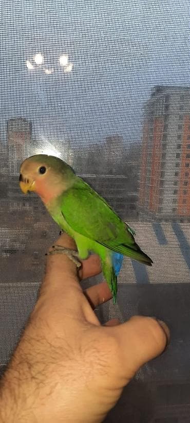 Bele quslar satilir tam əl quslari insanla oynamaqi sevirlər vitaminli